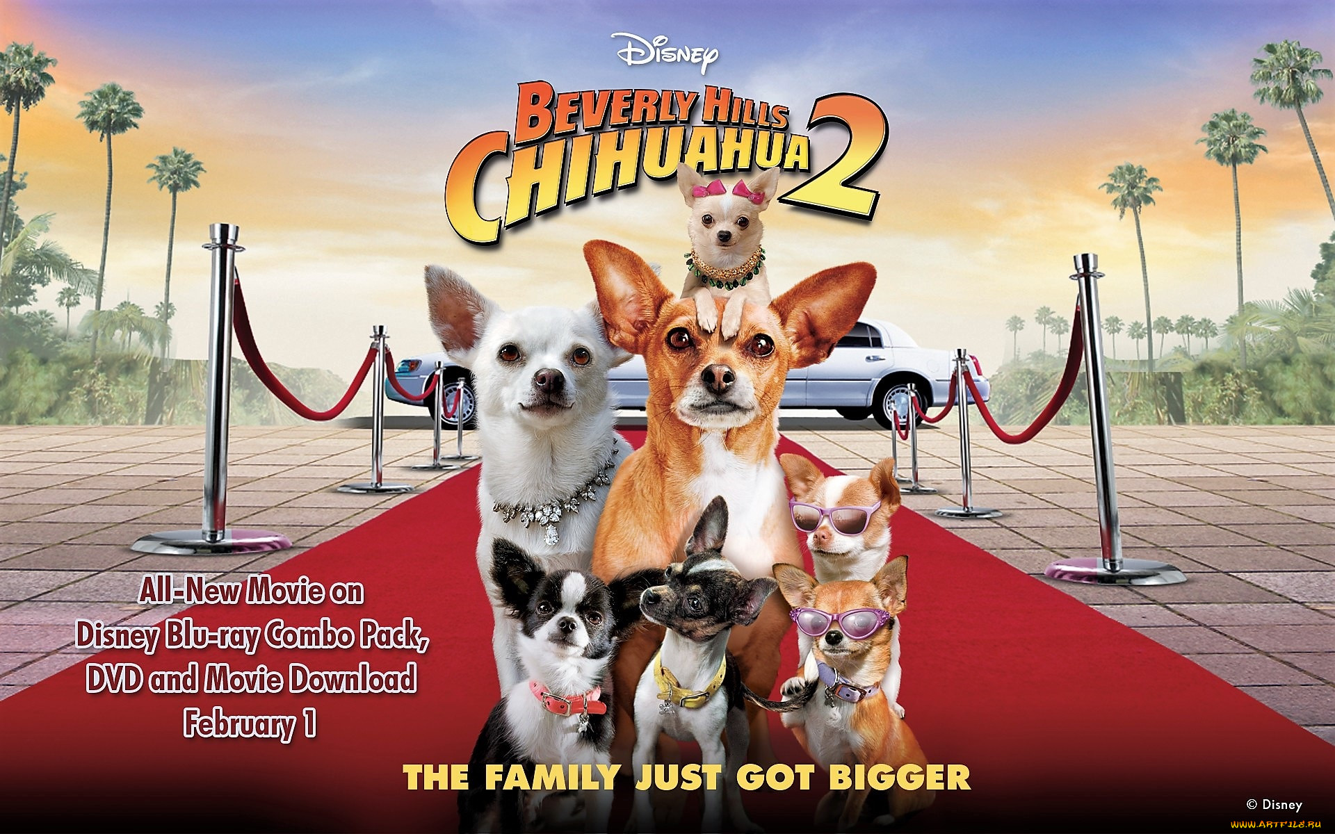 Обои Кино Фильмы Beverly Hills Chihuahua 2, обои для рабочего стола,  фотографии кино фильмы, beverly hills chihuahua 2, собаки, лимузин, дорожка  Обои для рабочего стола, скачать обои картинки заставки на рабочий стол.